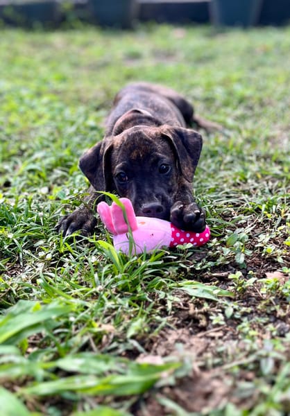 Filou, Mâle X croisé, né le 21/09/2025