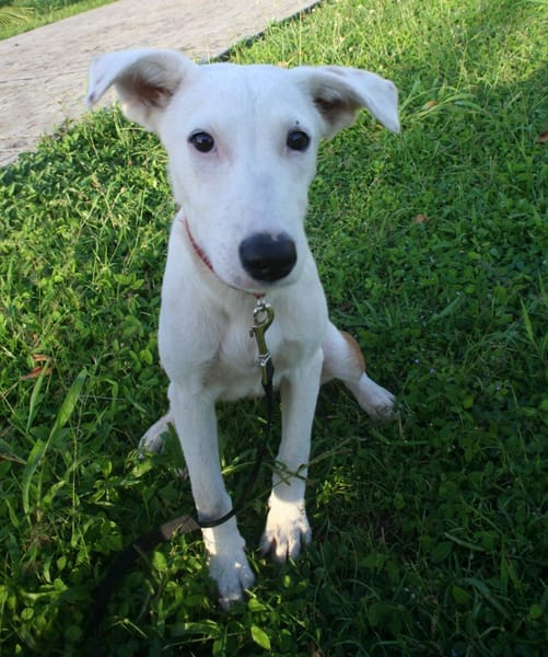 Hikari, femelle X croisé berger , née le 25/07/2025 🐶