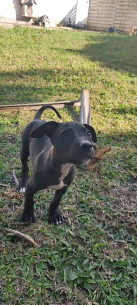 Mariah, femelle croisée berger, née le 24/10/2025 🤍