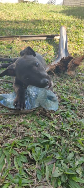 Mariah, femelle croisée berger, née le 24/10/2025 🤍