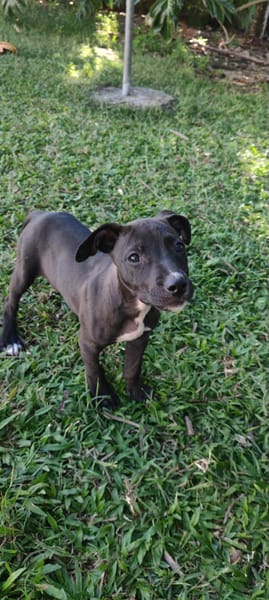 Mariah, femelle croisée berger, née le 24/10/2025 🤍