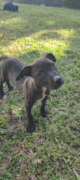 Mariah, femelle croisée berger, née le 24/10/2025 🤍