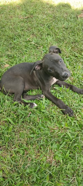 Mariah, femelle croisée berger, née le 24/10/2025 🤍