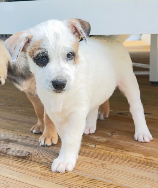 Radki, mâle croisé berger, né le 01/11/2025 🤍