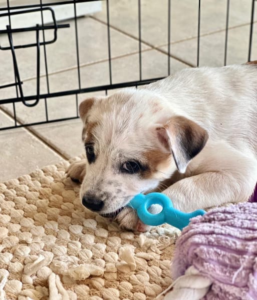 Radki, mâle croisé berger, né le 01/11/2025 🤍