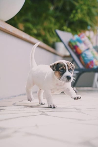 Roach, mâle berger, né le 01/11/2025 🤍