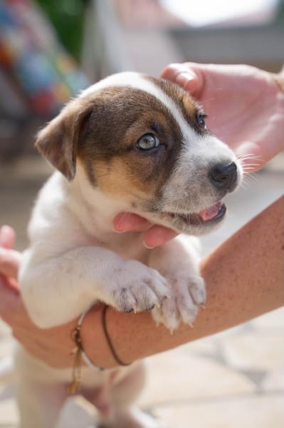 Roach, mâle berger, né le 01/11/2025 🤍