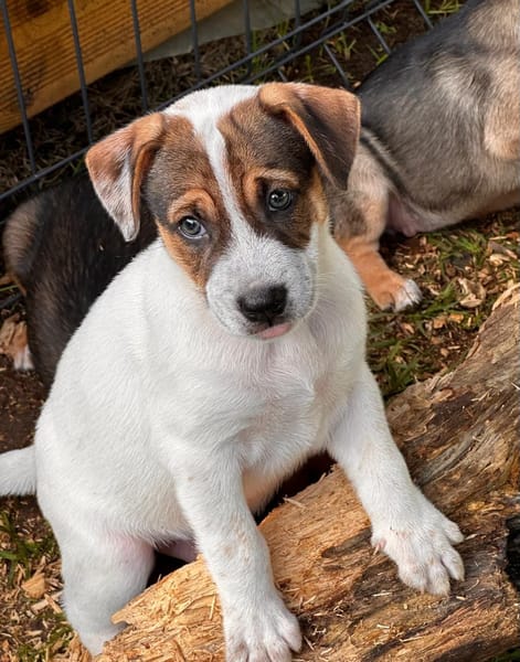 Roach, mâle berger, né le 01/11/2025 🤍