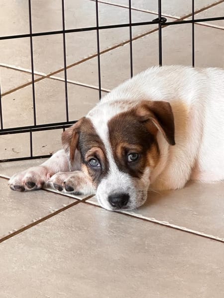 Roach, mâle berger, né le 01/11/2025 🤍