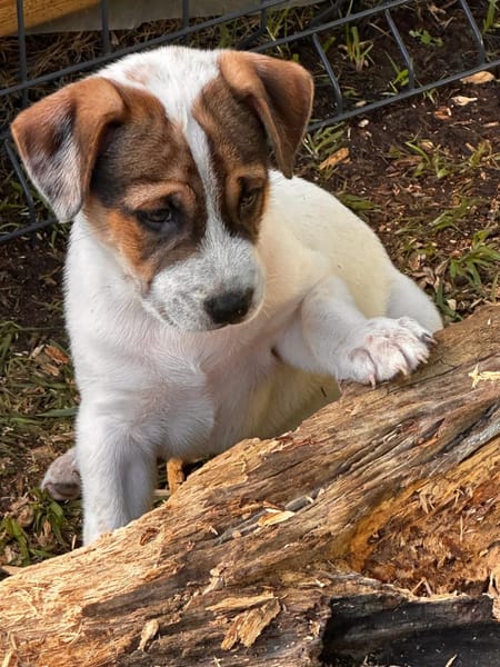 Roach, mâle berger, né le 01/11/2025 🤍