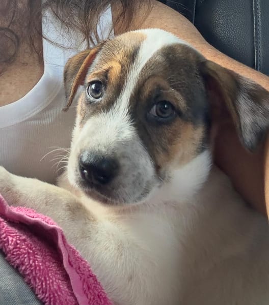 Roach, mâle berger, né le 01/11/2025 🤍