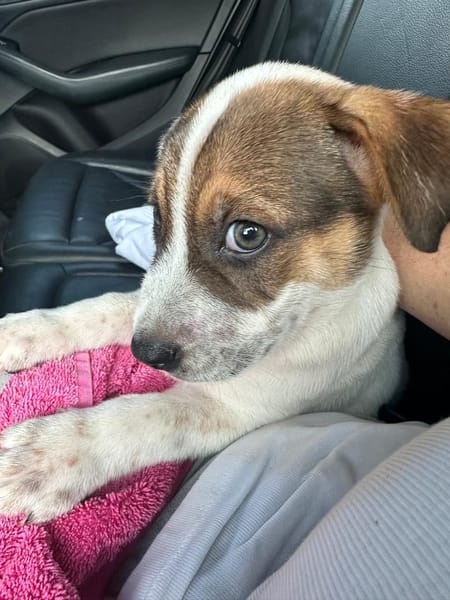 Roach, mâle berger, né le 01/11/2025 🤍