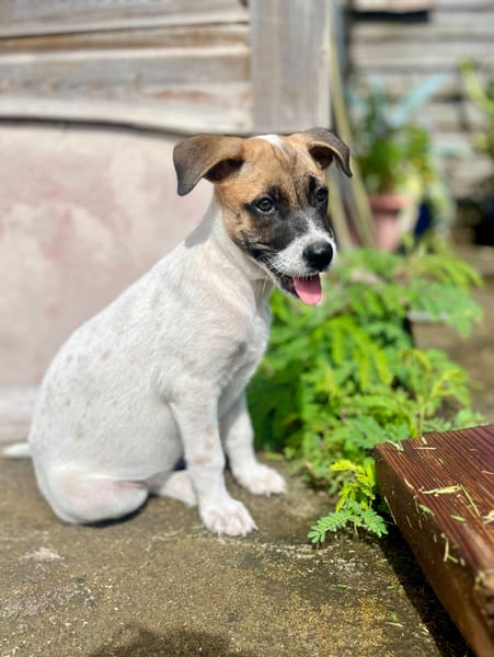 Sienna, femelle berger, née le 27/10/2025 🤍