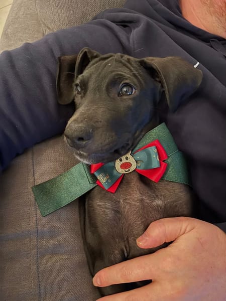 Zak, mâle Xberger né le 15/10/2025 🐶