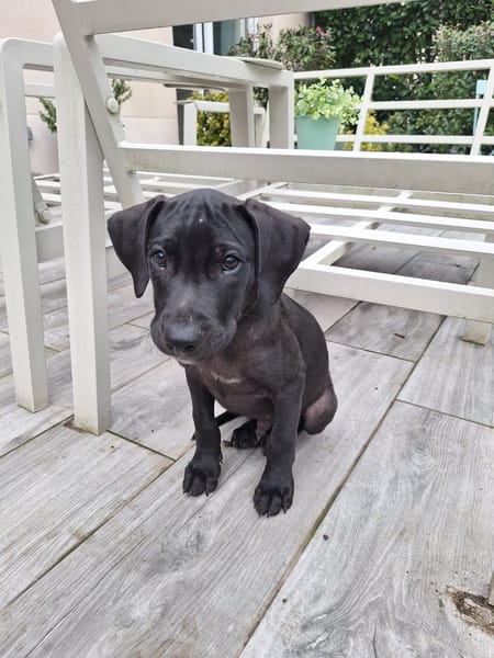 Zak, mâle Xberger né le 15/10/2025 🐶