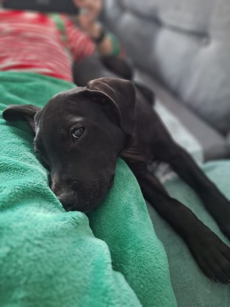 Zak, mâle Xberger né le 15/10/2025 🐶