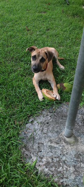 Anuka, femelle berger, née le 15/06/2025 🐶