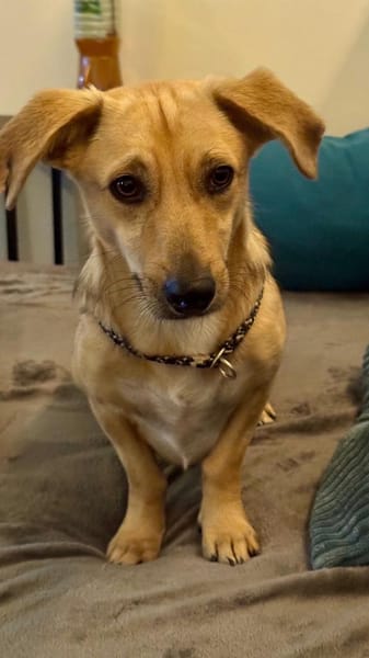 Dobby wartet in 53819 Neunkirchen