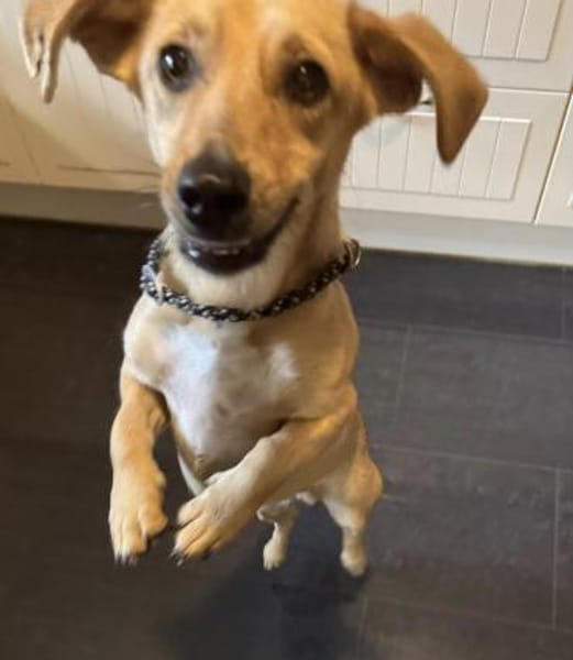 Dobby wartet in 53819 Neunkirchen