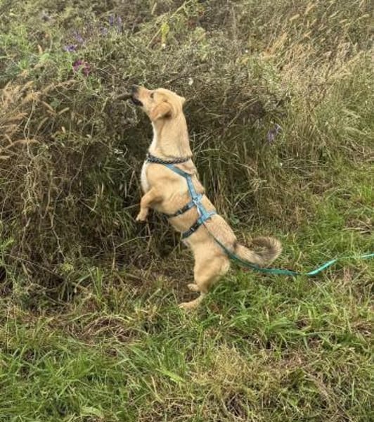 Dobby wartet in 53819 Neunkirchen