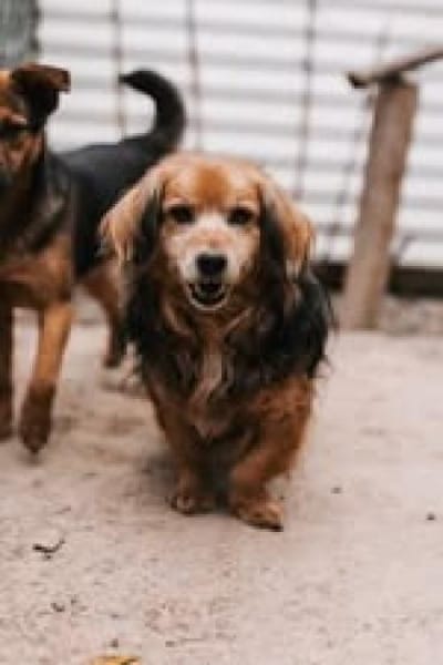 Einsteinsucht seine Menschen🐾💙🐾