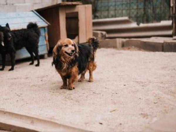 Einsteinsucht seine Menschen🐾💙🐾