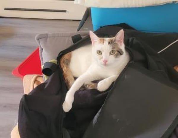 Liebe Fleki (FIV+) sucht ihre Menschen