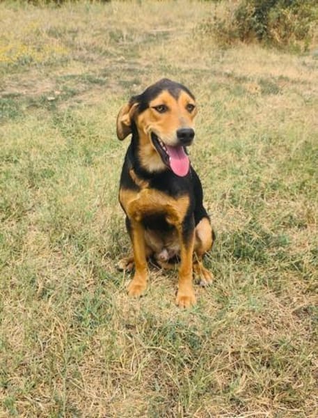 Tano eine liebevoller Rüde