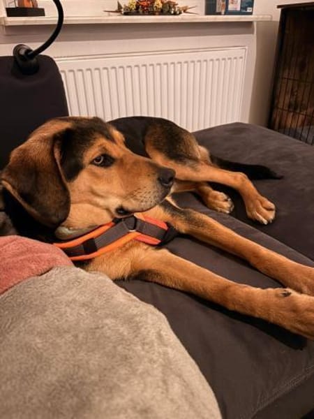 Tano eine liebevoller Rüde