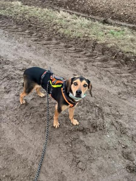 Tano eine liebevoller Rüde