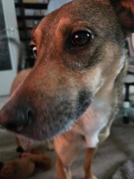 Sensibler NERO sucht dringend Zuhause🆘‼