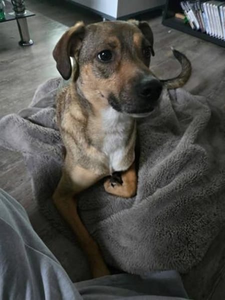 Sensibler NERO sucht dringend Zuhause🆘‼