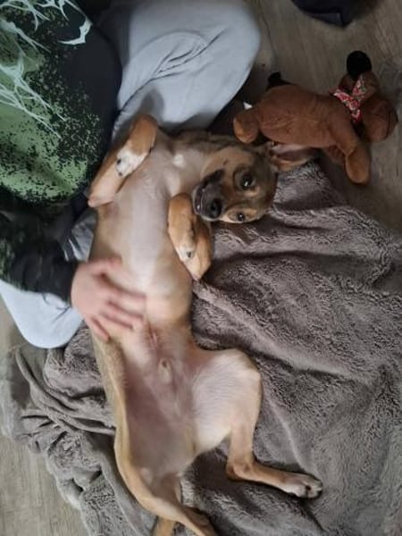 Sensibler NERO sucht dringend Zuhause🆘‼