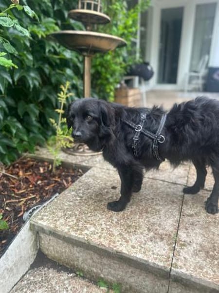 Mogli - sensibler Hund sucht Zuhause