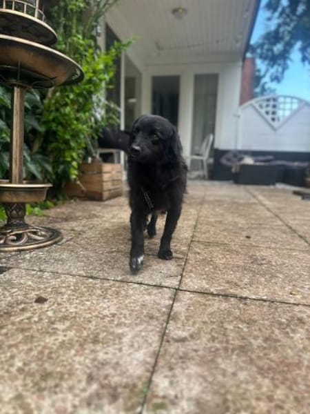 Mogli - sensibler Hund sucht Zuhause