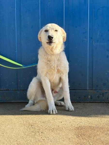 Lord - unser Charmeur mit großem Herz