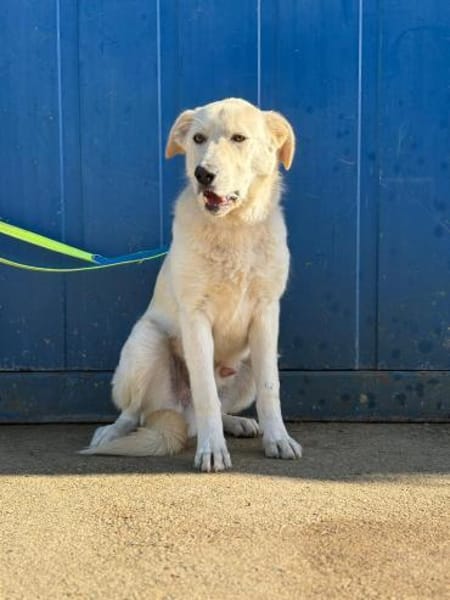 Lord - unser Charmeur mit großem Herz