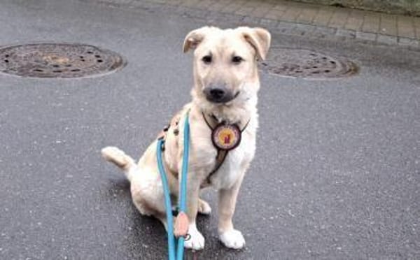 Zuhause gesucht für Chester