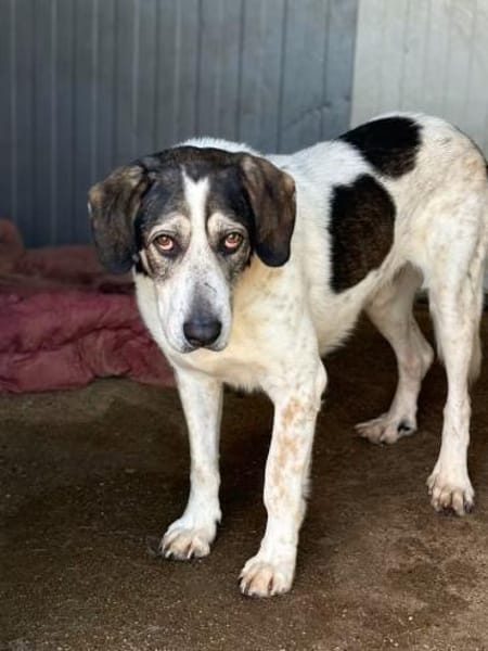 Sheldon  ein schöner Hund mit großem