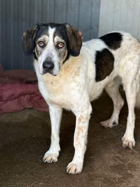 Sheldon  ein schöner Hund mit großem