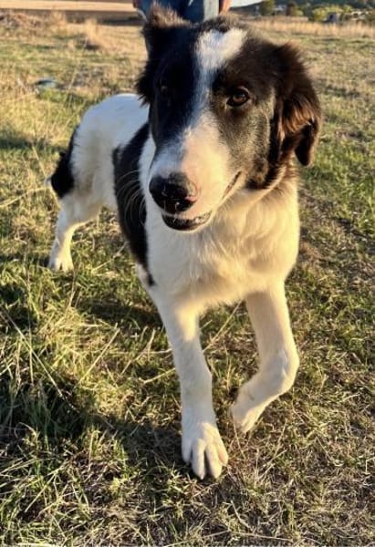 Bono - der sanfte Hirtenhund-Bub