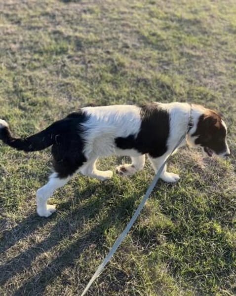 Bono - der sanfte Hirtenhund-Bub