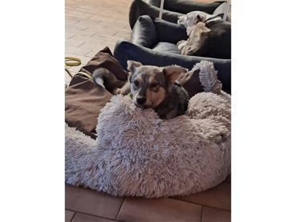 Stöpsel - wartet in 91358 Kunreuth