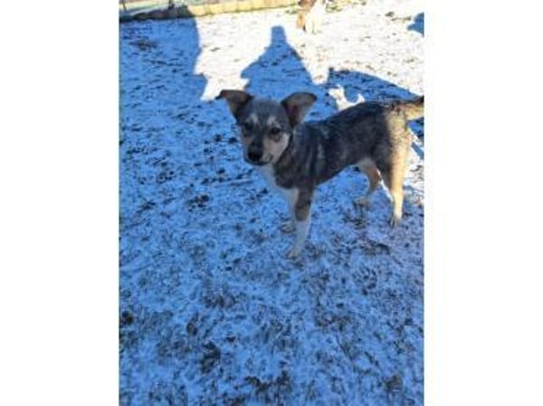 Stöpsel - wartet in 91358 Kunreuth