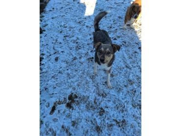 Stöpsel - wartet in 91358 Kunreuth