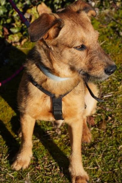 Cookie - ein treuer Freund fürs Leben