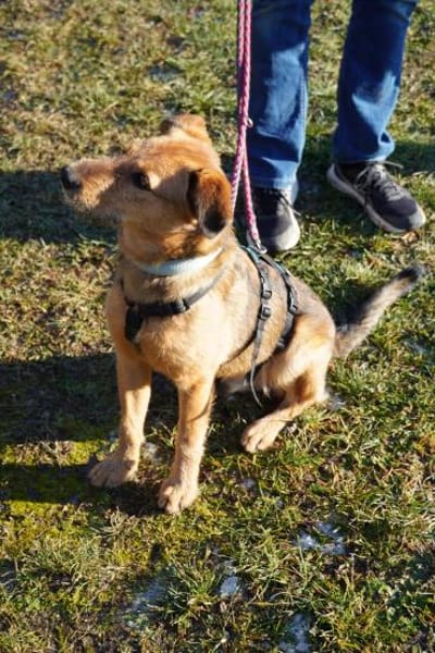 Cookie - ein treuer Freund fürs Leben