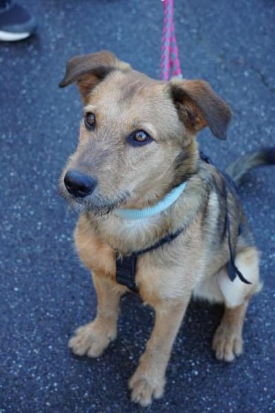 Cookie - ein treuer Freund fürs Leben