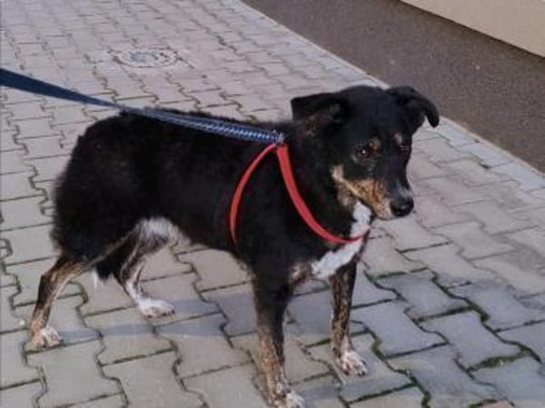 Selma - Lebensfreude pur trotz Handicap