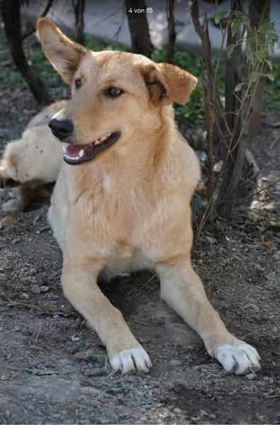 Unsere Finja - ein Seelenhund